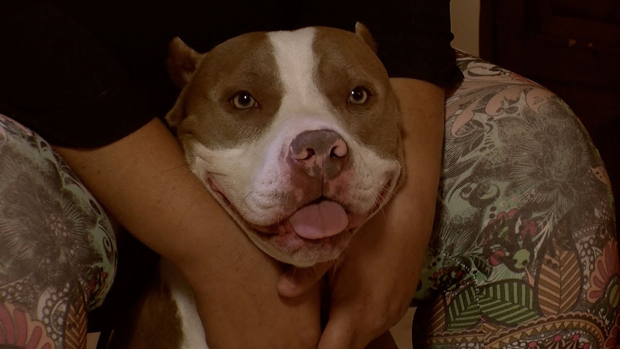 Recuperaci&oacute;n de un Mal Procedimiento Veterinario, Perro Pitbull - TvAgro por Juan Gonzalo Angel