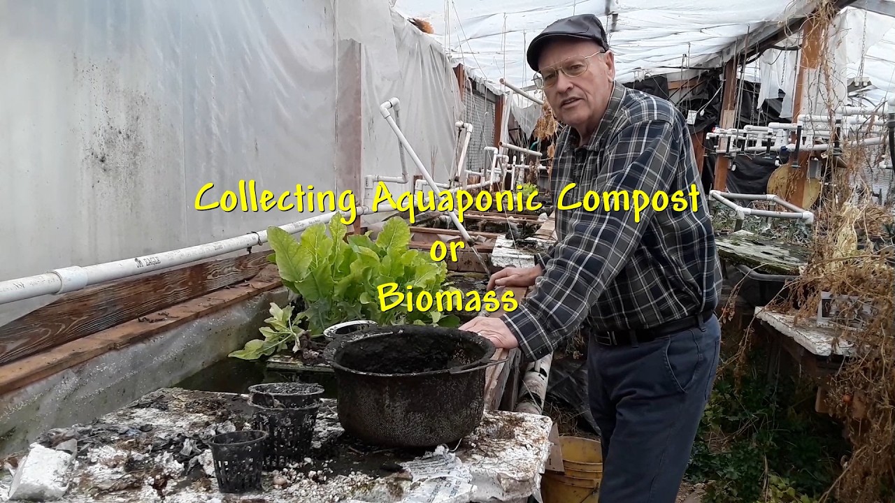 Collecting Aquaponic Greenhouse  Compost