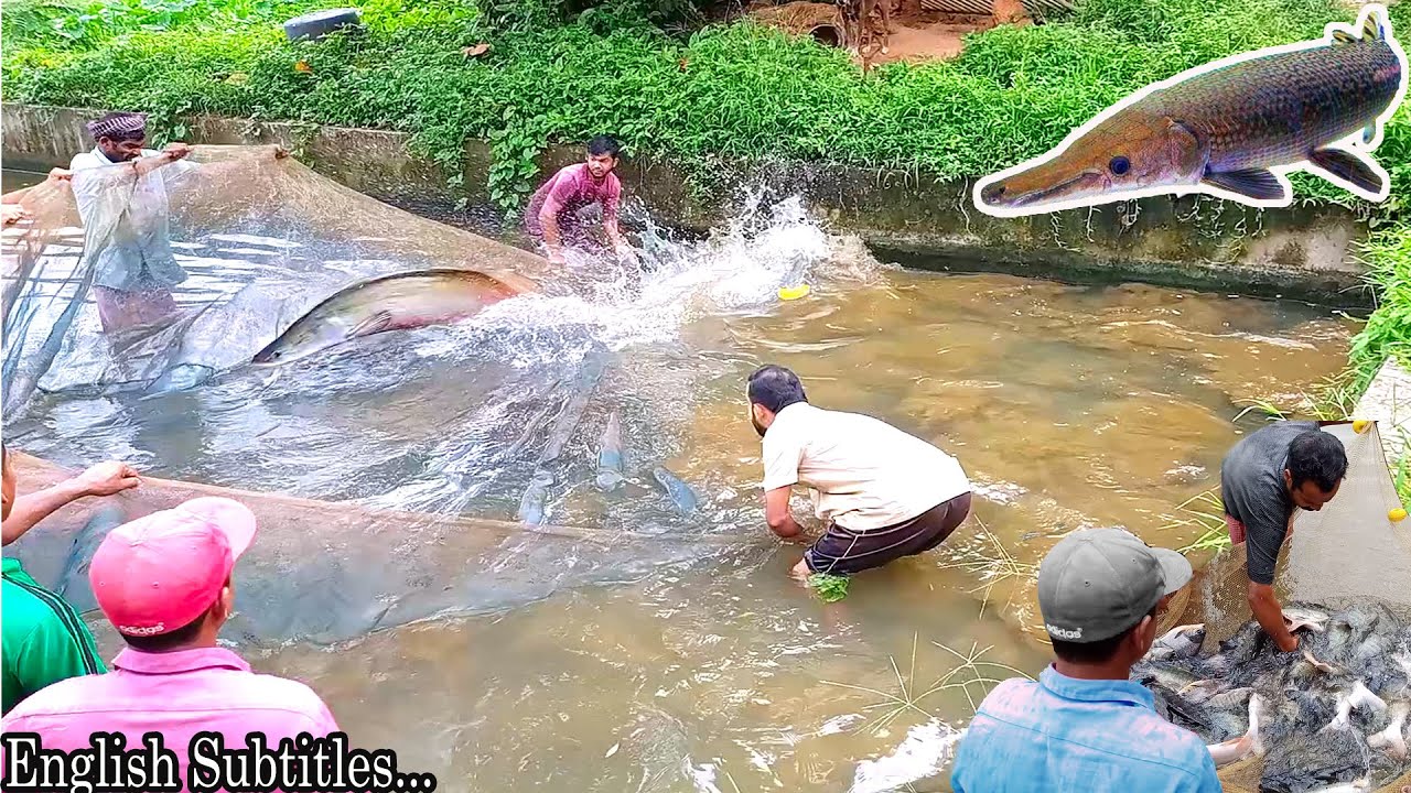 Catching 130Kg Arapaima & 5 Feet Alligator Gar - An Exclusive Video