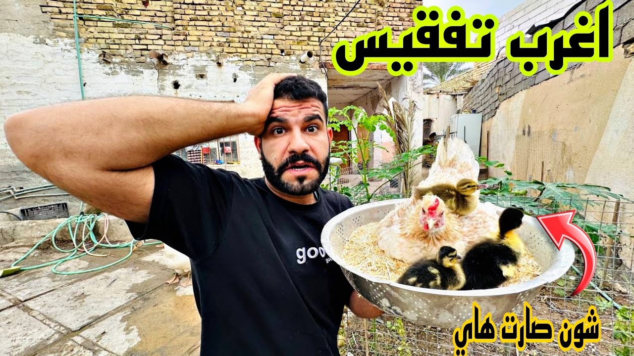 تفقيس البط من تحة الدجاج 