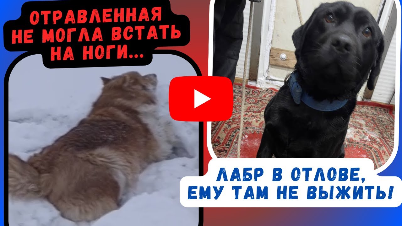 Её пытались убить, но мир оказался добрее  История Пухли