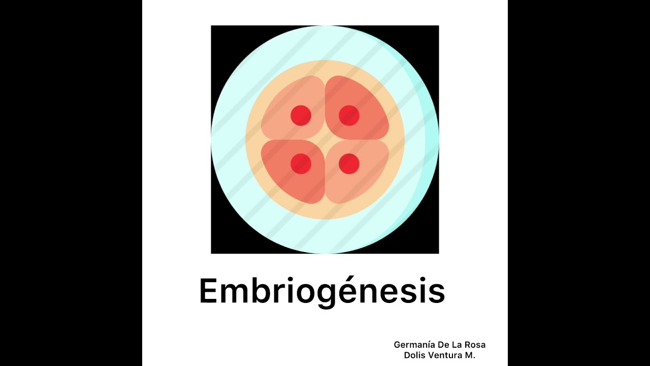 Embriogénesis: Etapas