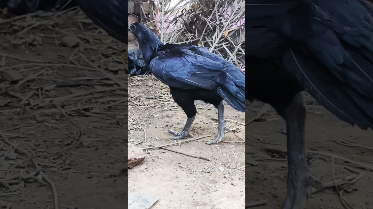 Black fighter aseel hen | black murgi