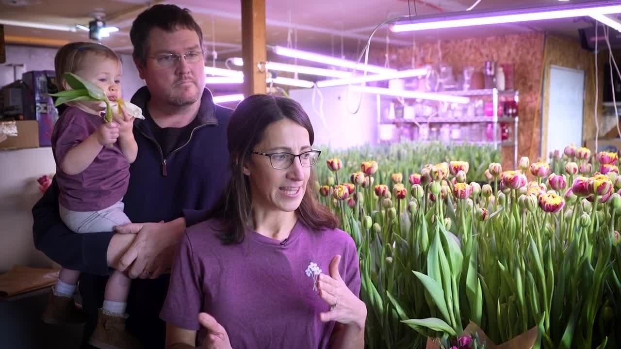 Montana Ag Network: Family grows tulips indoors through winters