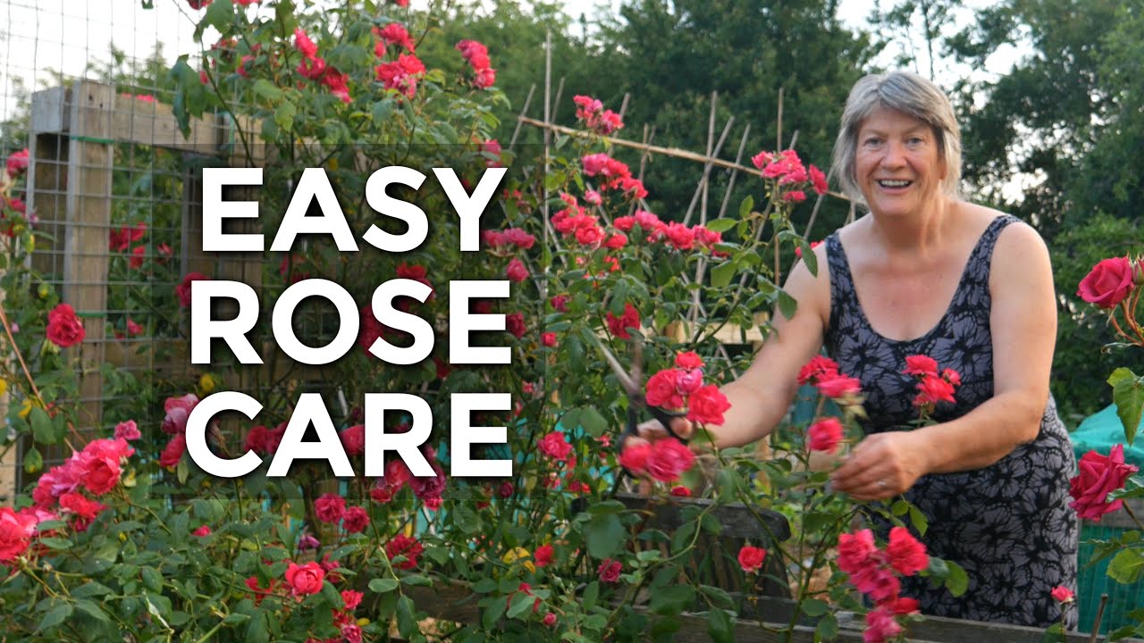 Rose Summer Care | How to care for roses in the summer (June 2020)