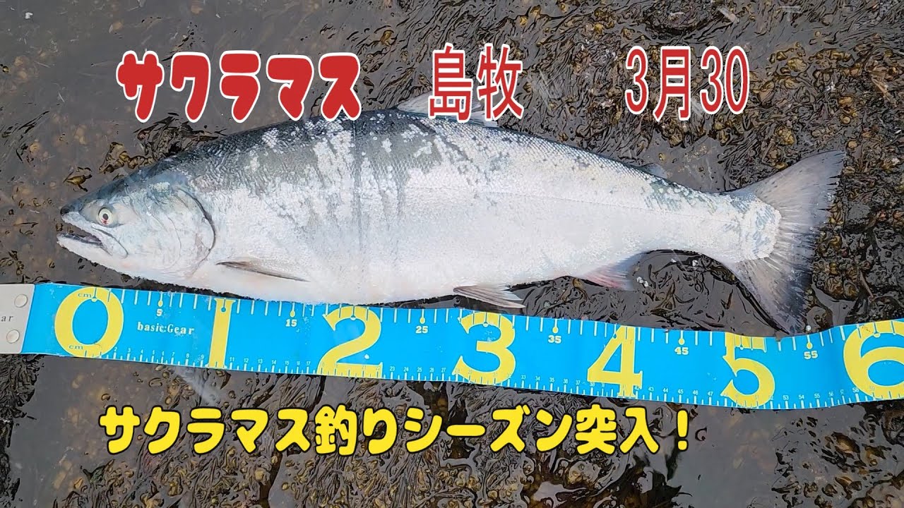 サクラマス釣り突入日本海初遠征＆初サクラ釣れたよ