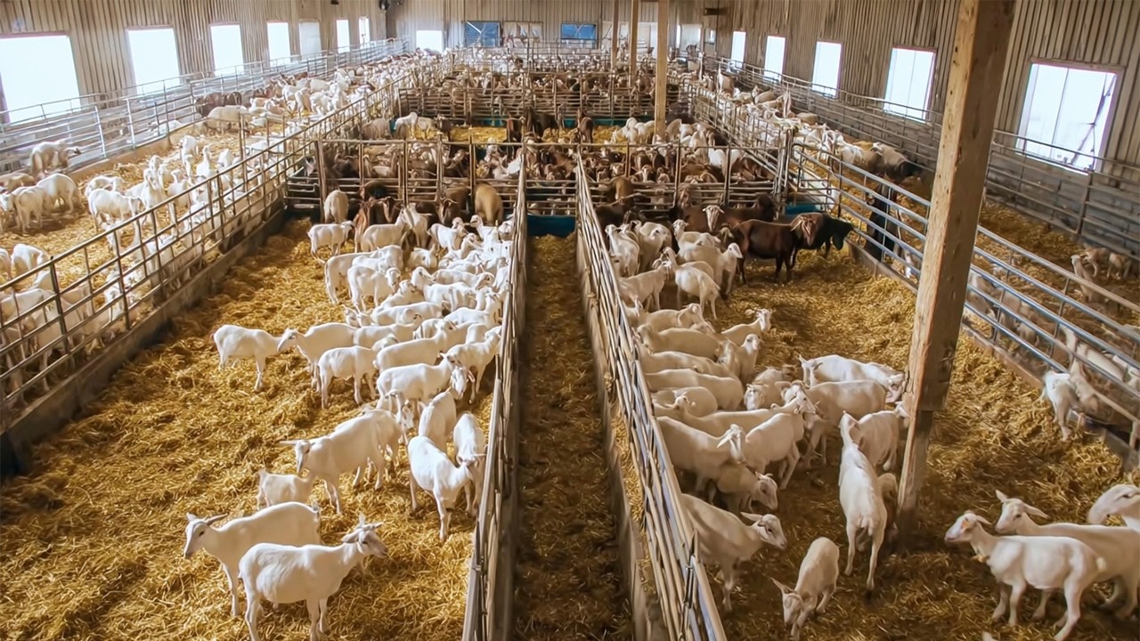 Million Goat Raising Farm Technology - Visit Largest Europe Goat Slaughter & Meat Processing Factory