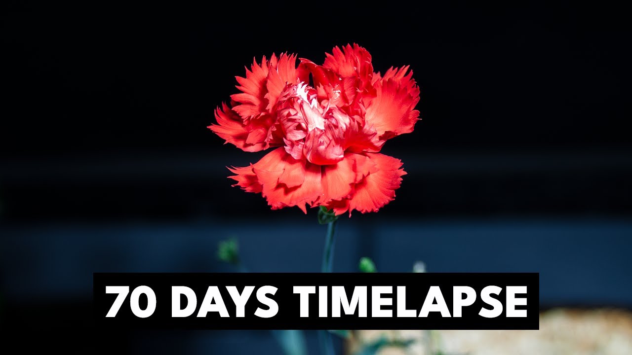 Red Carnation Flowering - 70 Days Timelapse