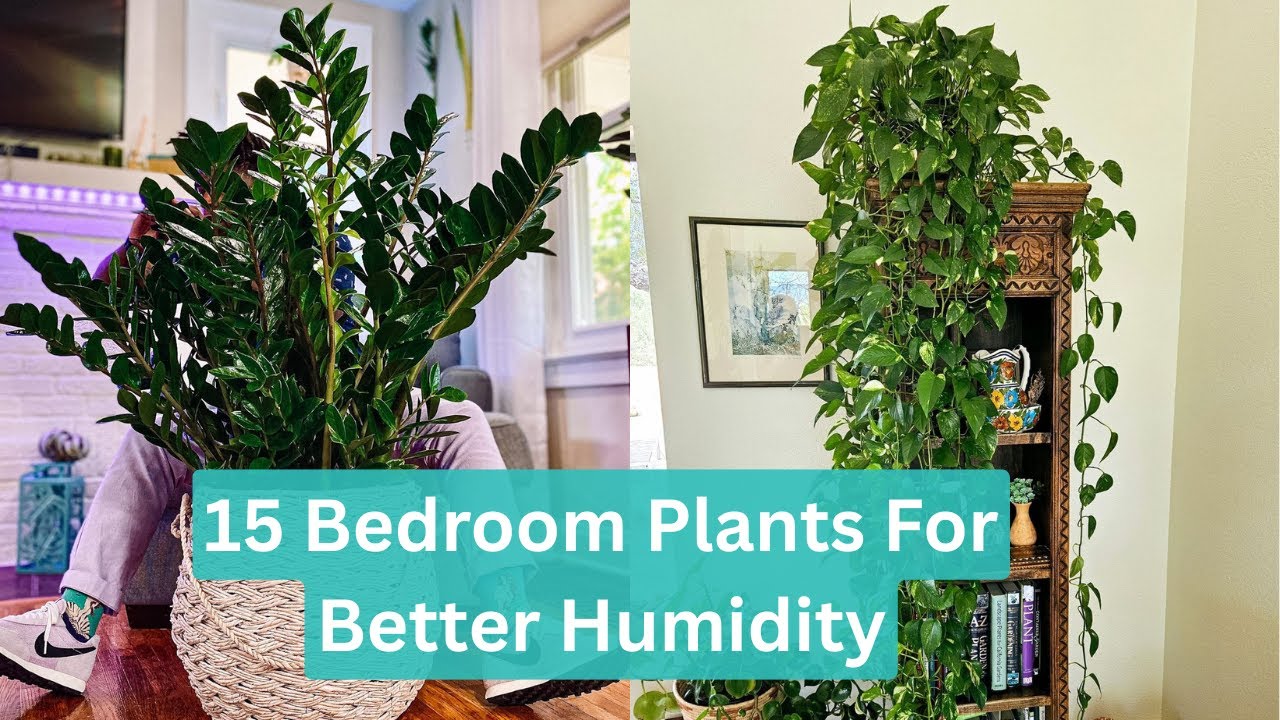 Top 15 Plants That Improve Bedroom Humidity Levels | Plants That Fix Dry Air