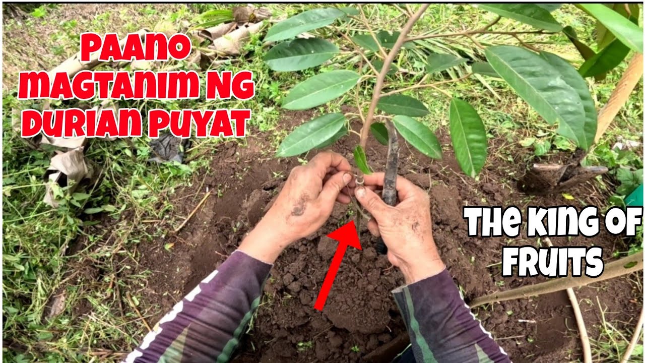 PAANO MAGTANIM NG DURIAN PUYAT.DURIAN FARMING.PUYAT VARIETY