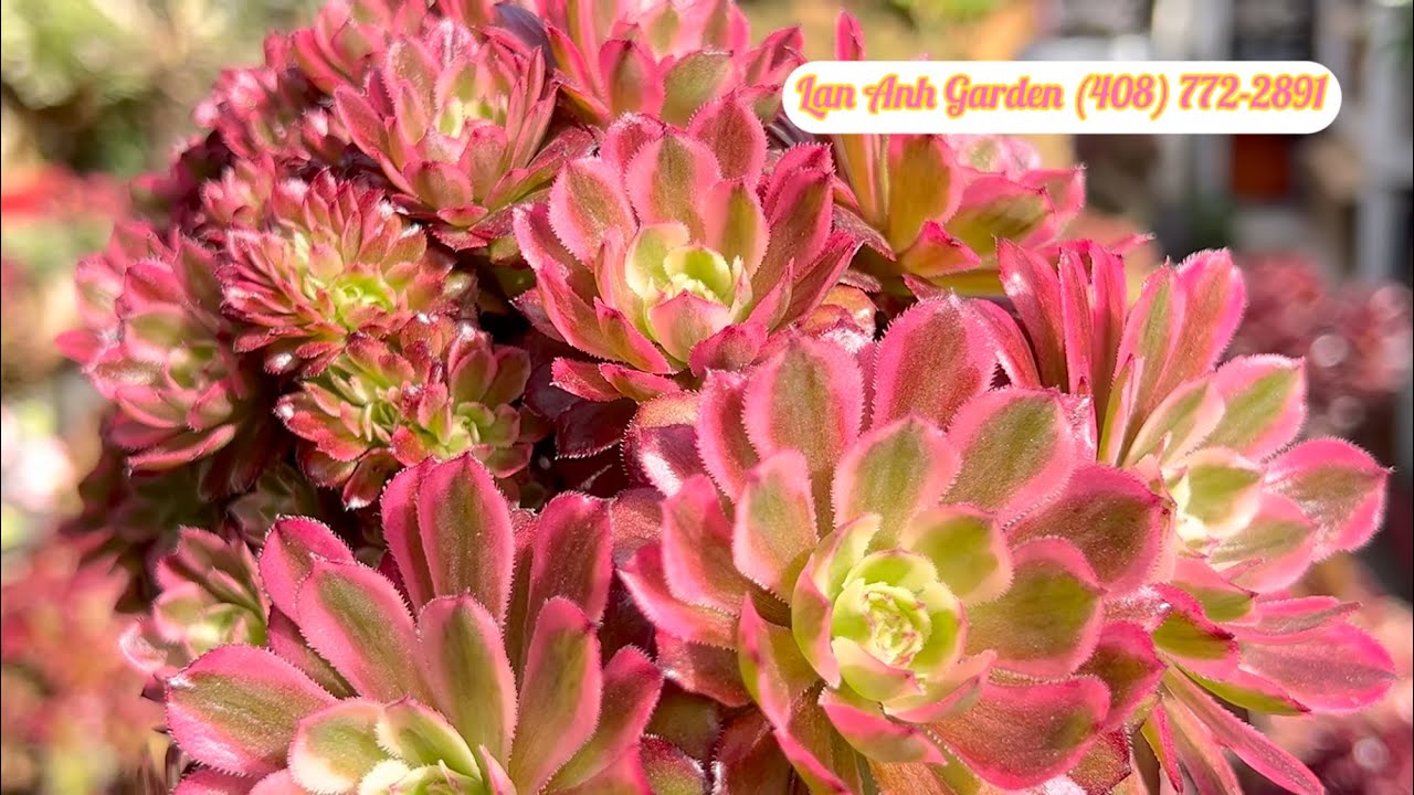 2/4/26 Aeonium Pink Chanel & Succulent Soundscapes 🌸✨ 