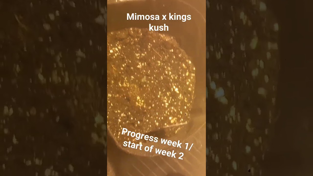 week 1 kings juice (mimosa x kings kush) #autoflower  #legalweed #medicalcannabis