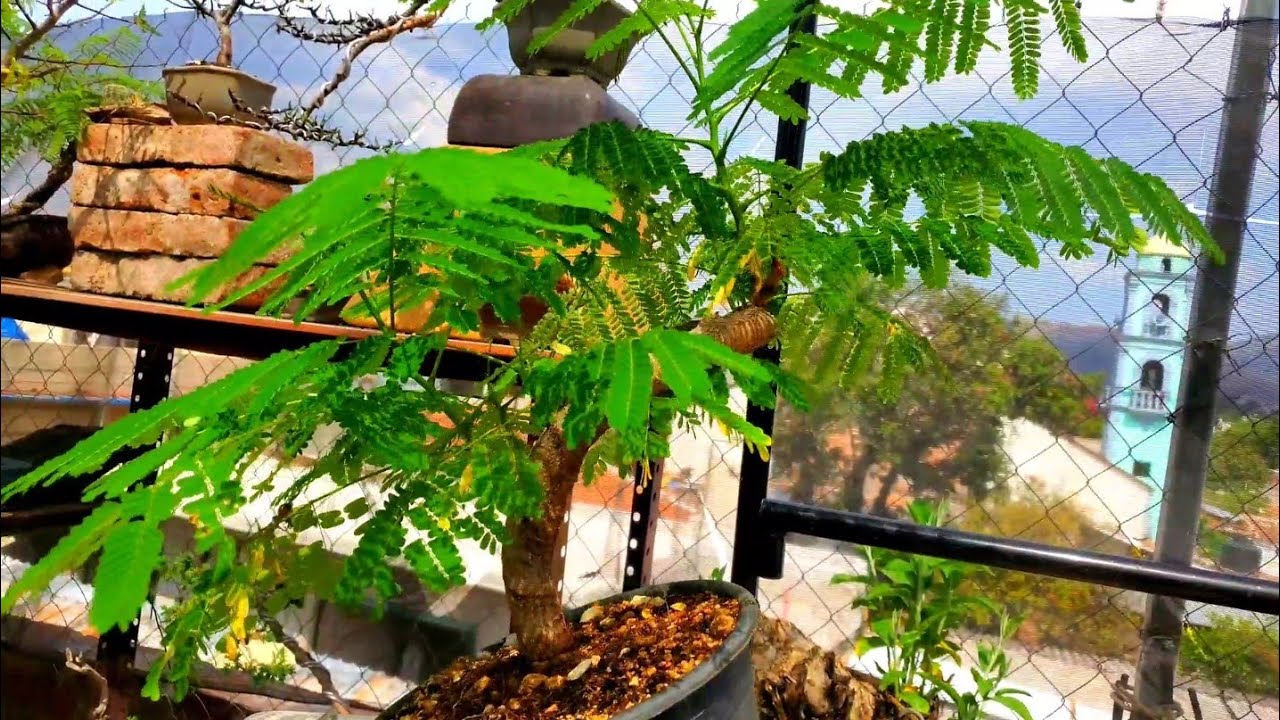 Flamboyant. Árbol de fuego. transplante y alambrado. Fase de pre-bonsai inicial.
