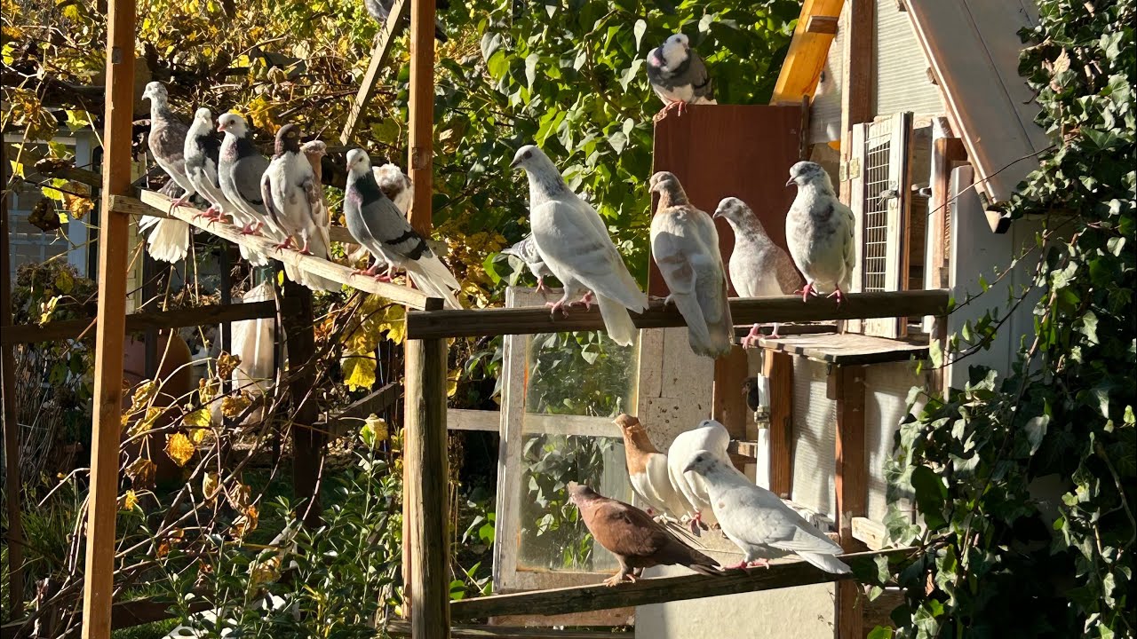 Jak ładna pogoda to trzeba ganiać te lenie😆🕊️👍