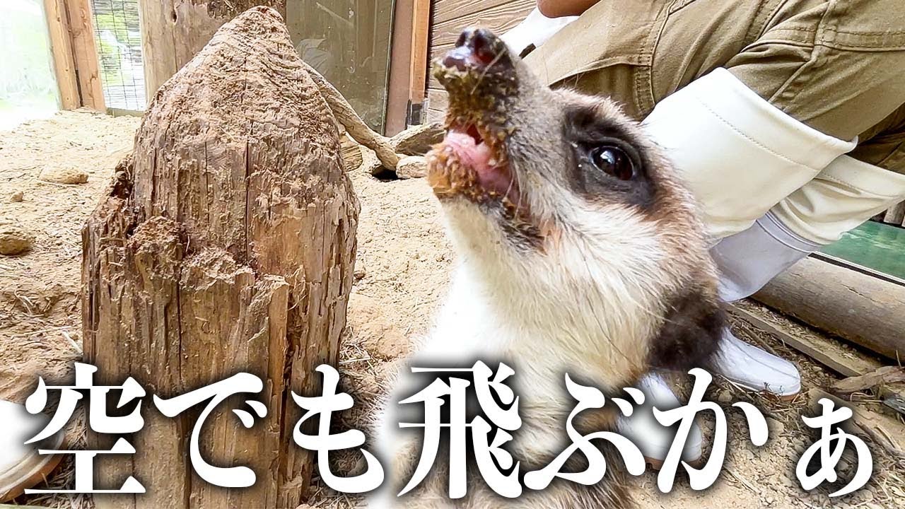 ミーアキャットのギャマンが夢を見つけた瞬間