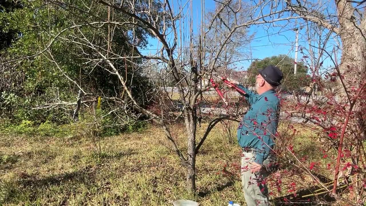 Winter Pruning Southern a Bartlett Pear Tree