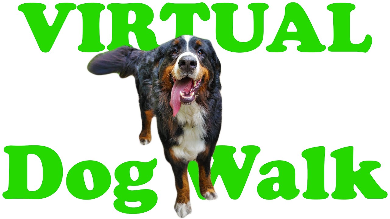 Virtual Dog Walk | Six Dogs Walking through nature | 4K