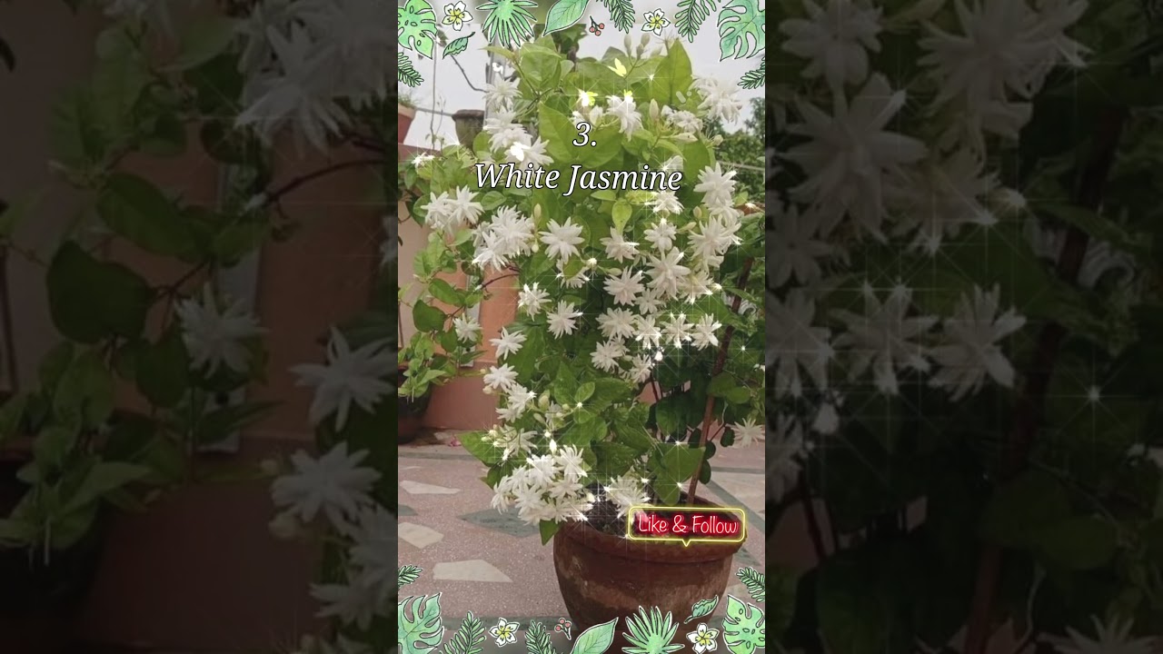 Top 5 Fragrant Plants for a Naturally Fresh Home 🌿🌸#naturelovers #greenvibes #relaxing