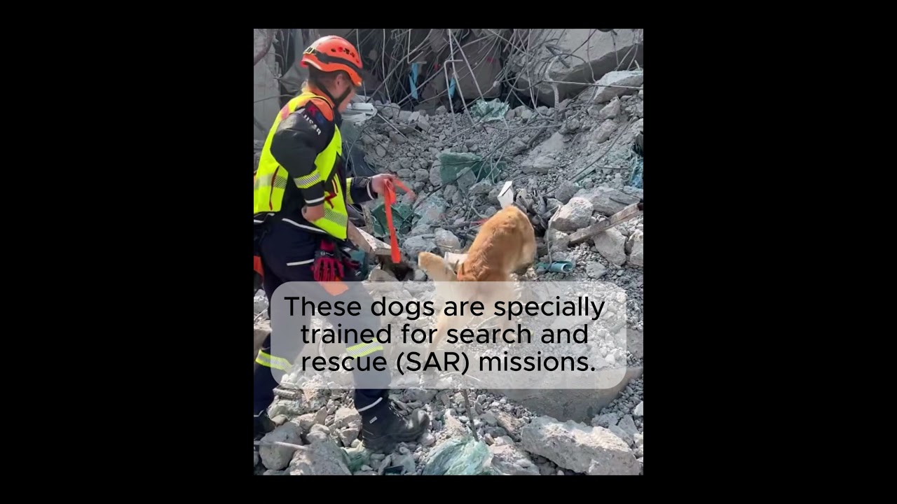K9 Hero Rescuing People affected by the Earthquake in Myanmar and Thailand #earthquake #k9