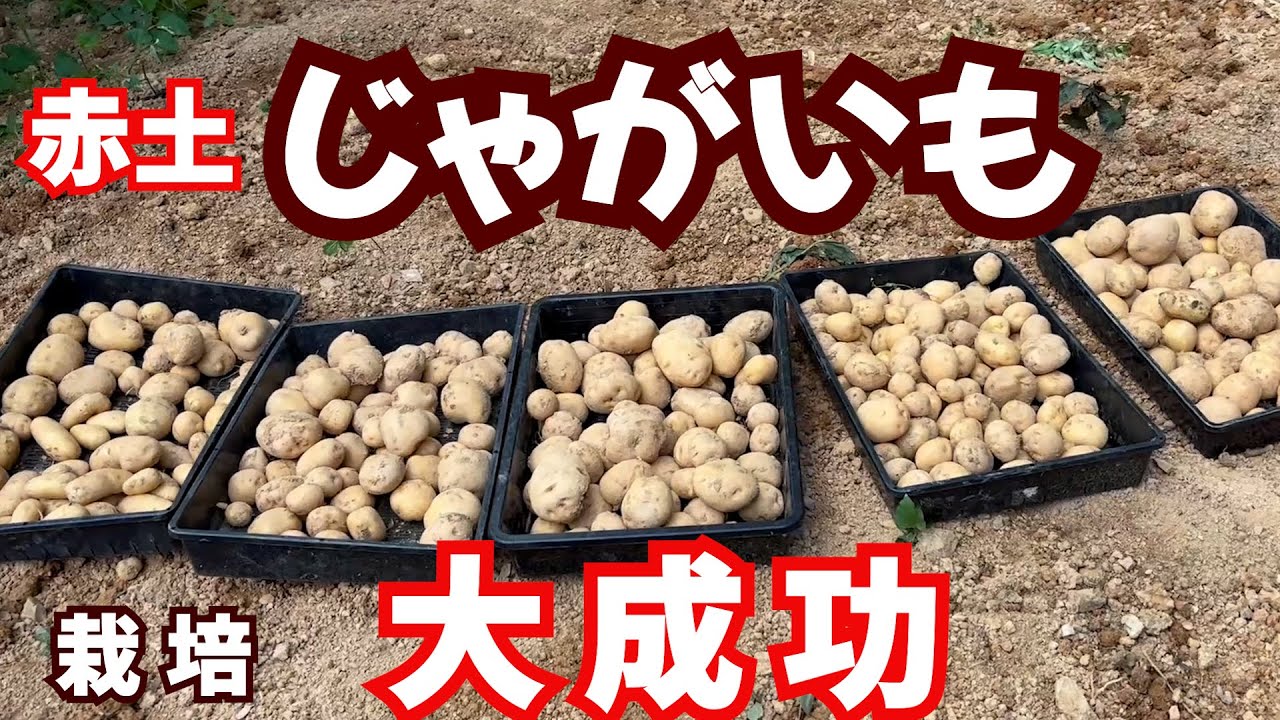 赤土でじゃがいも育てると大きなじゃがいもができました