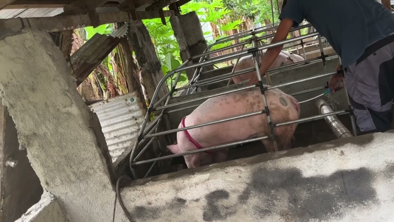 Peppa mommy