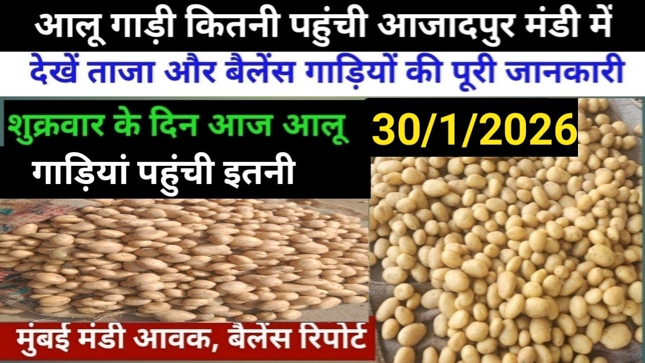 30/1/2026 आलू गाड़ी रिपोर्ट आजादपुर मंडी//मुंबई मंडी आवक,बैलेंस रिपोर्ट//ऐसा रहेगा आलू का भाव//aalu 