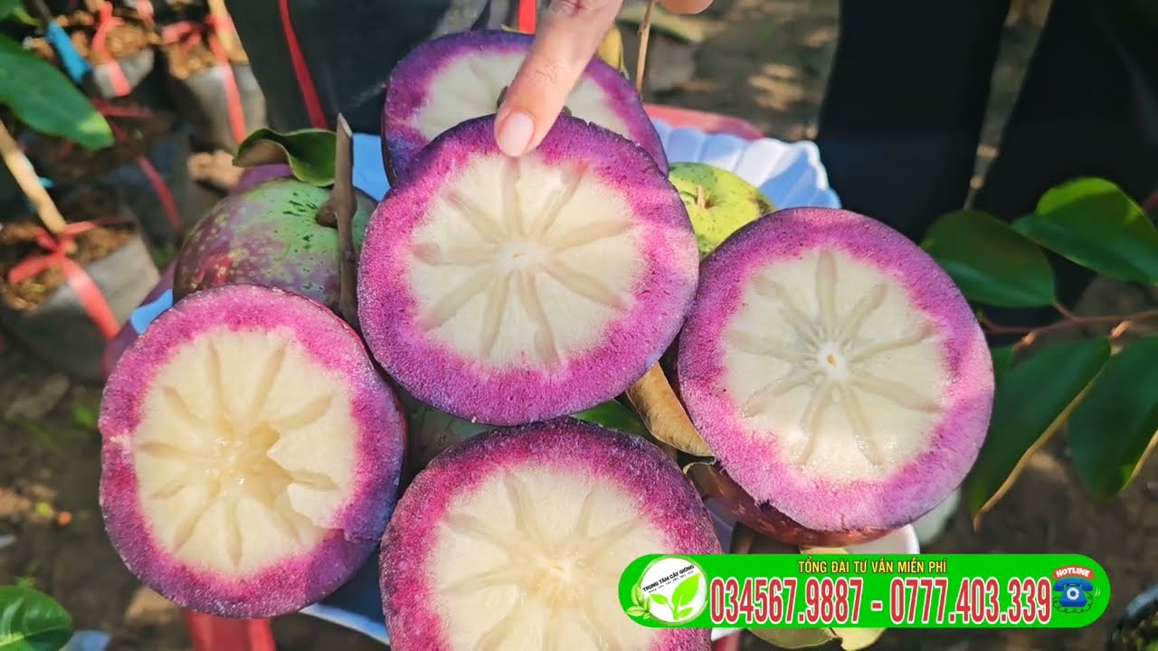 Vú sữa mica cây giống và cây lỡ