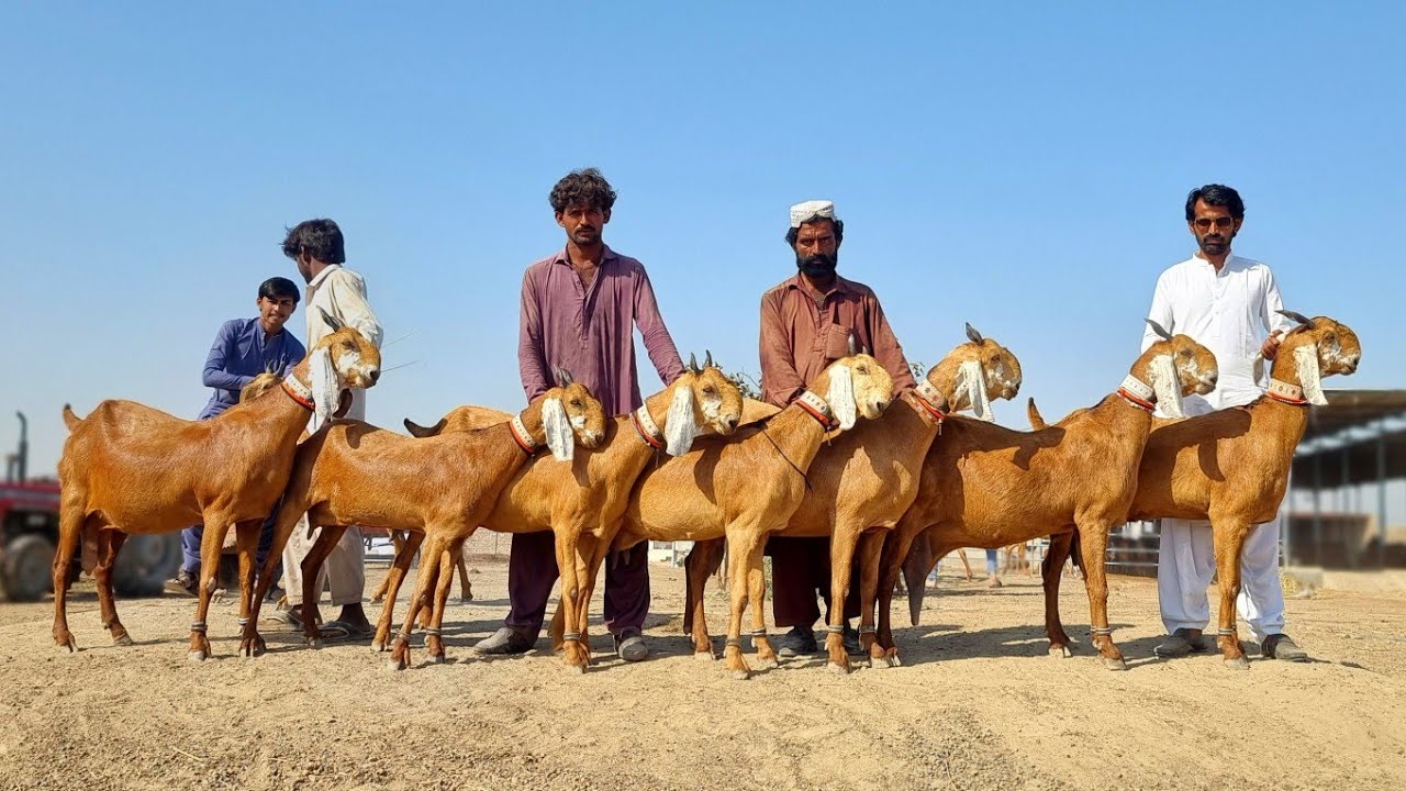 Worlds Top 3 Goat Breeds | Complete Documentary