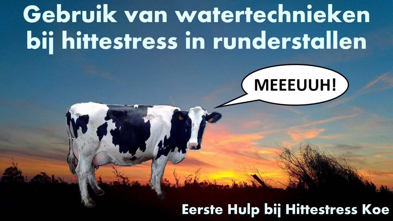Eerste Hulp bij Hittestress Koe: Koeien koelen met watertechnieken (video 3)