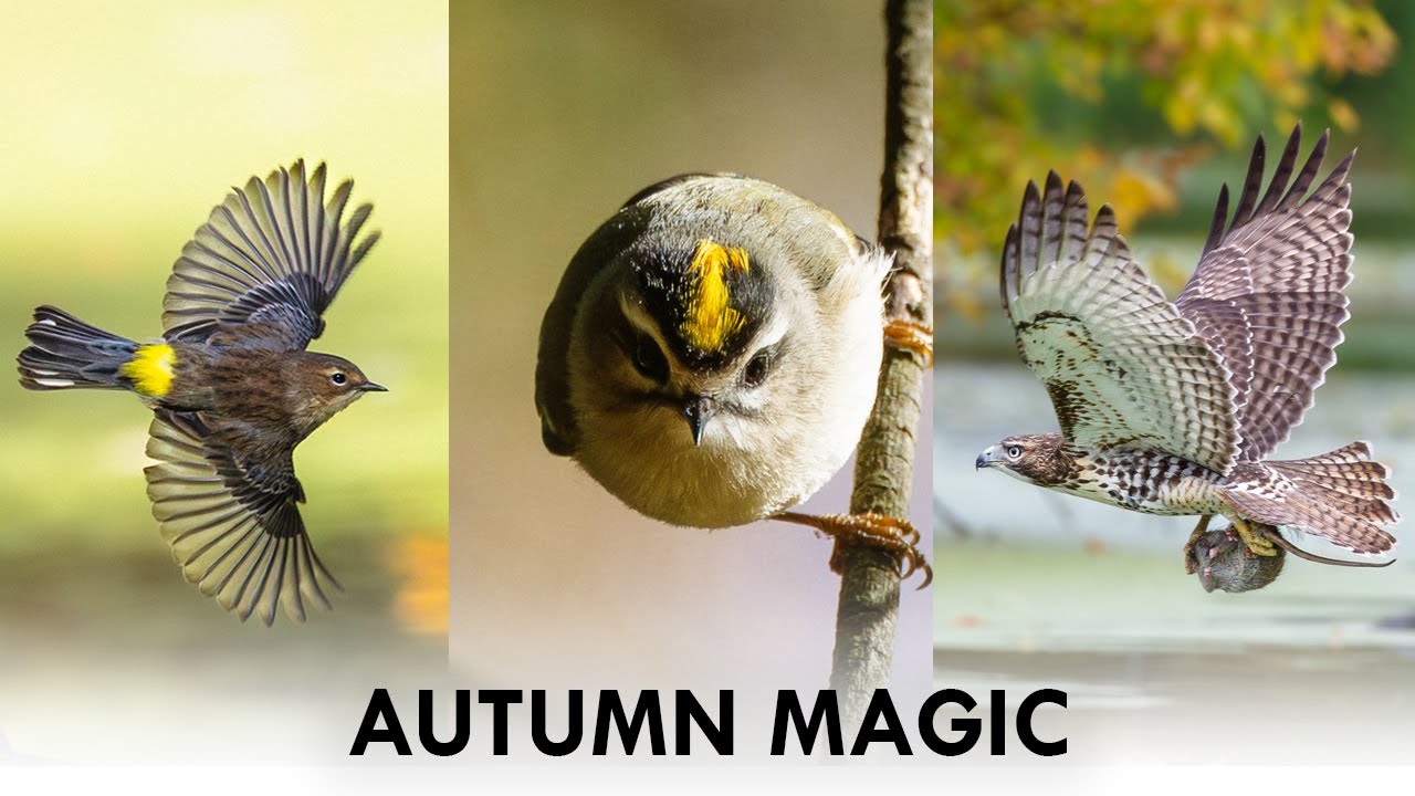 Autumn is amazing - Canon R6ii RF100-500