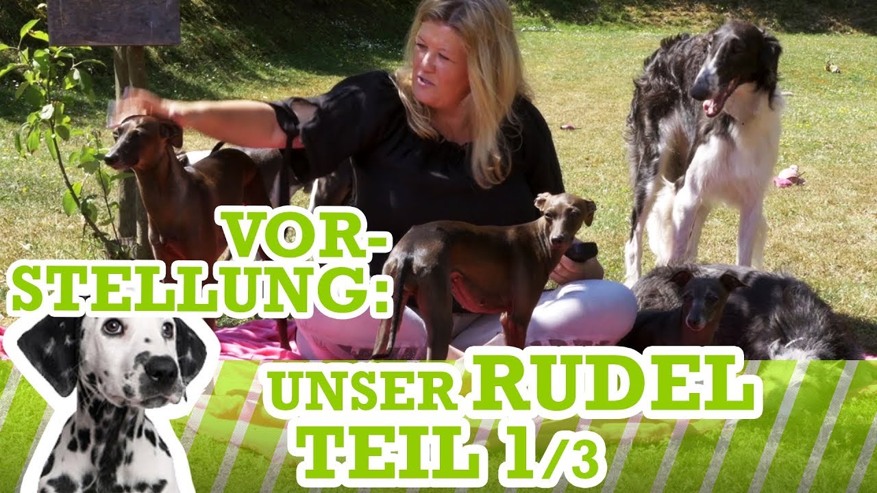 Rudelvorstellung Teil 1/3 - Lucia, Yakari, At'eed (Windspiele), Maika (Saboesa)