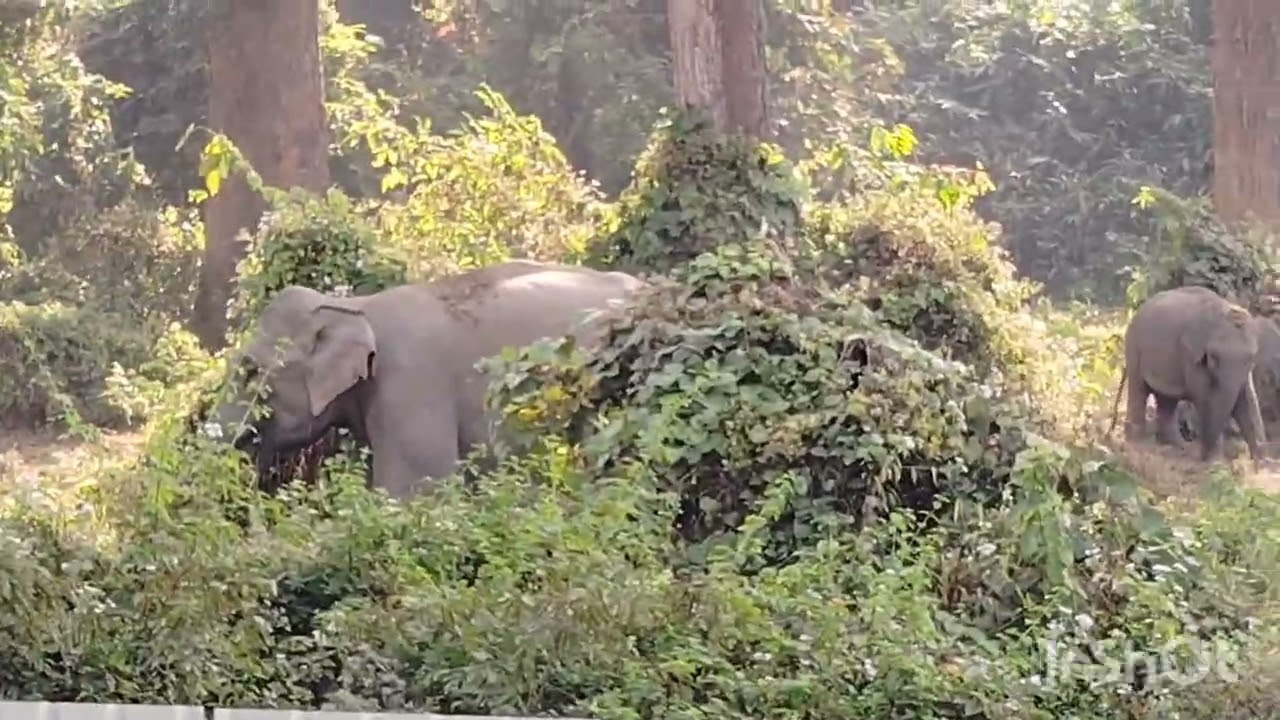 Elephant in jagiroad assam