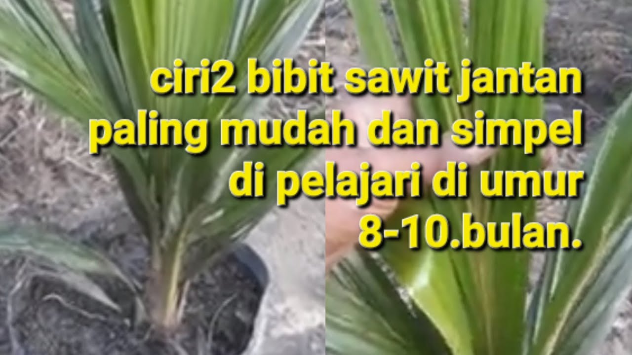 Ciri2 bibit sawit jantan yg paling mudah di pahami dan paling mudah di ingat.((khusus pemula))
