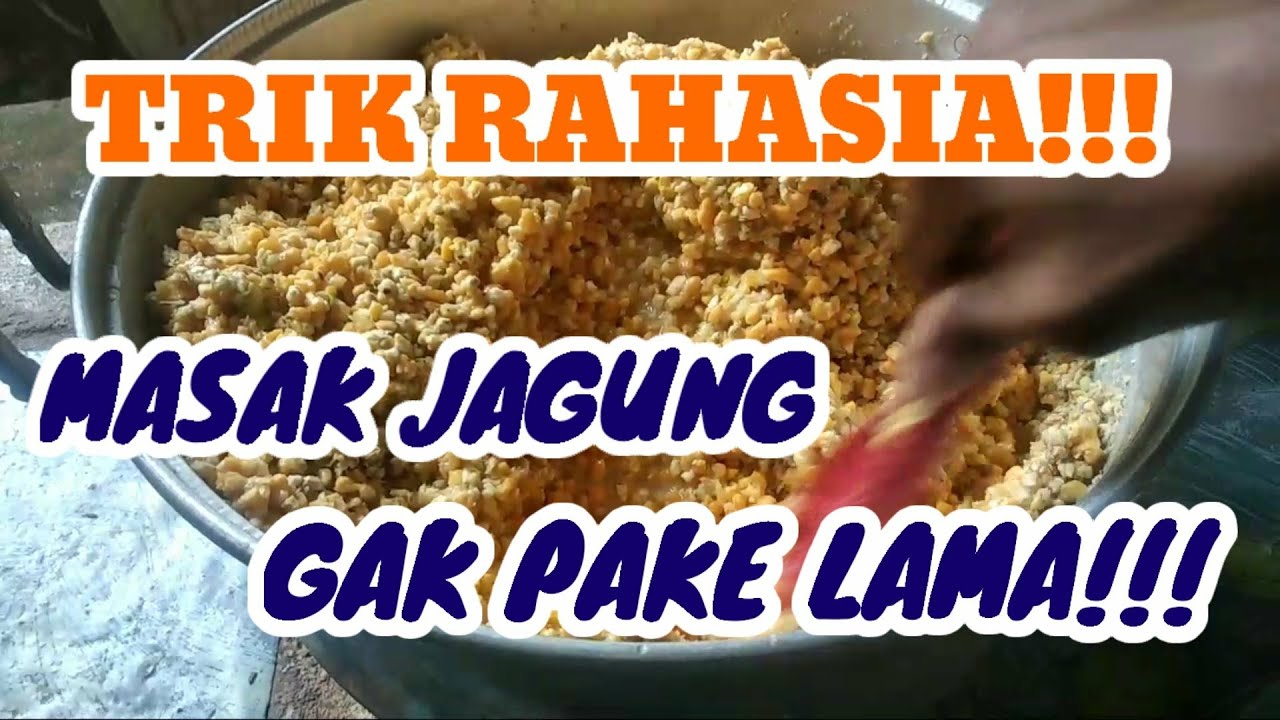 Melipat Gandakan Pakan Ayam 1Kg Bisa Jadi 3Kg | Cara Masak Jagung Yg Benar, Mudah, dan GAK PAKE LAMA