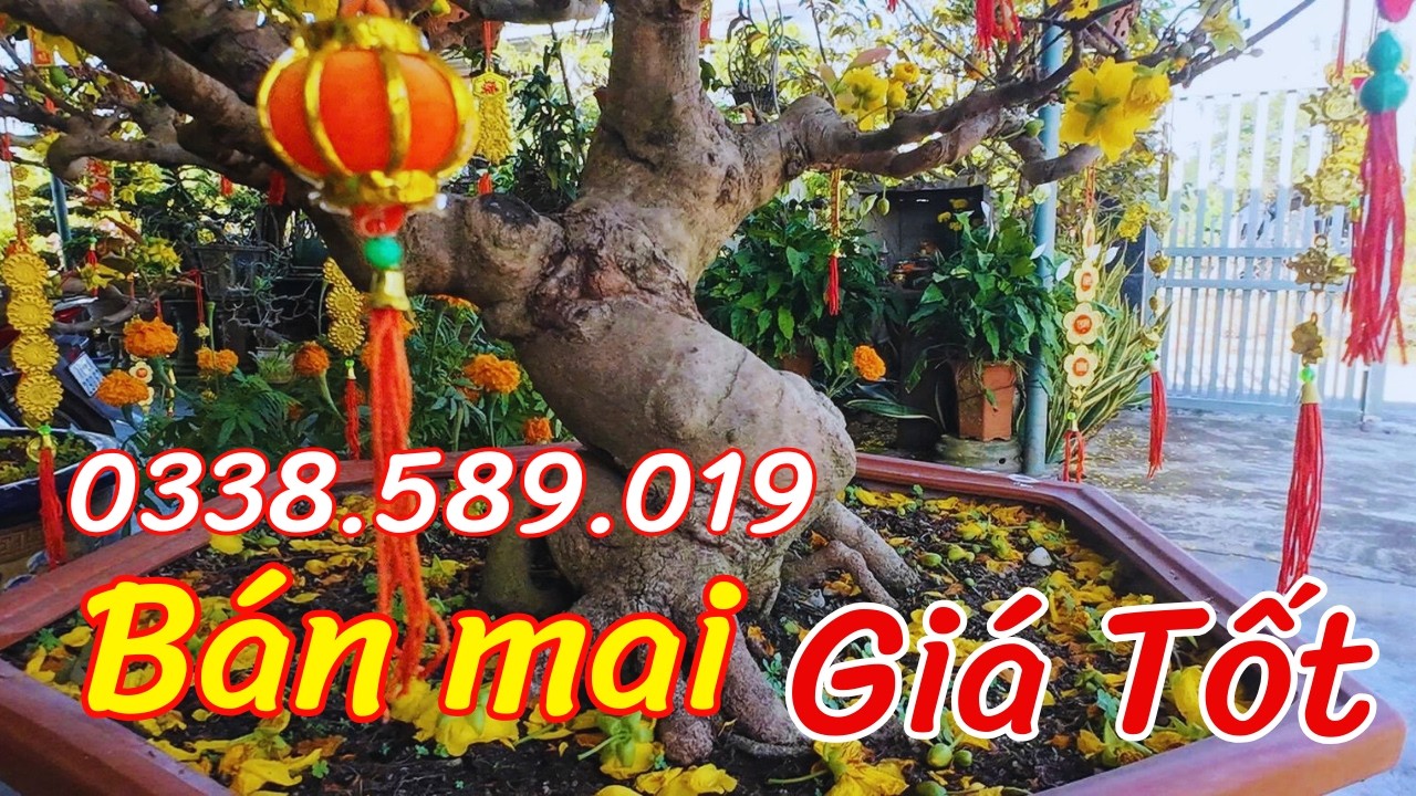 Vườn cây cảnh đẹp cần bán ở thôn Cảnh An xã Đề Gi tỉnh Gia Lai #caycanhdep