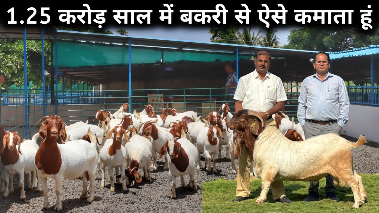 बकरी पालन में ZERO से HERO तक का सफर, इंजीनियर साहब का मास्टर माइंड | Goat Breeding Farm | Goat Farm