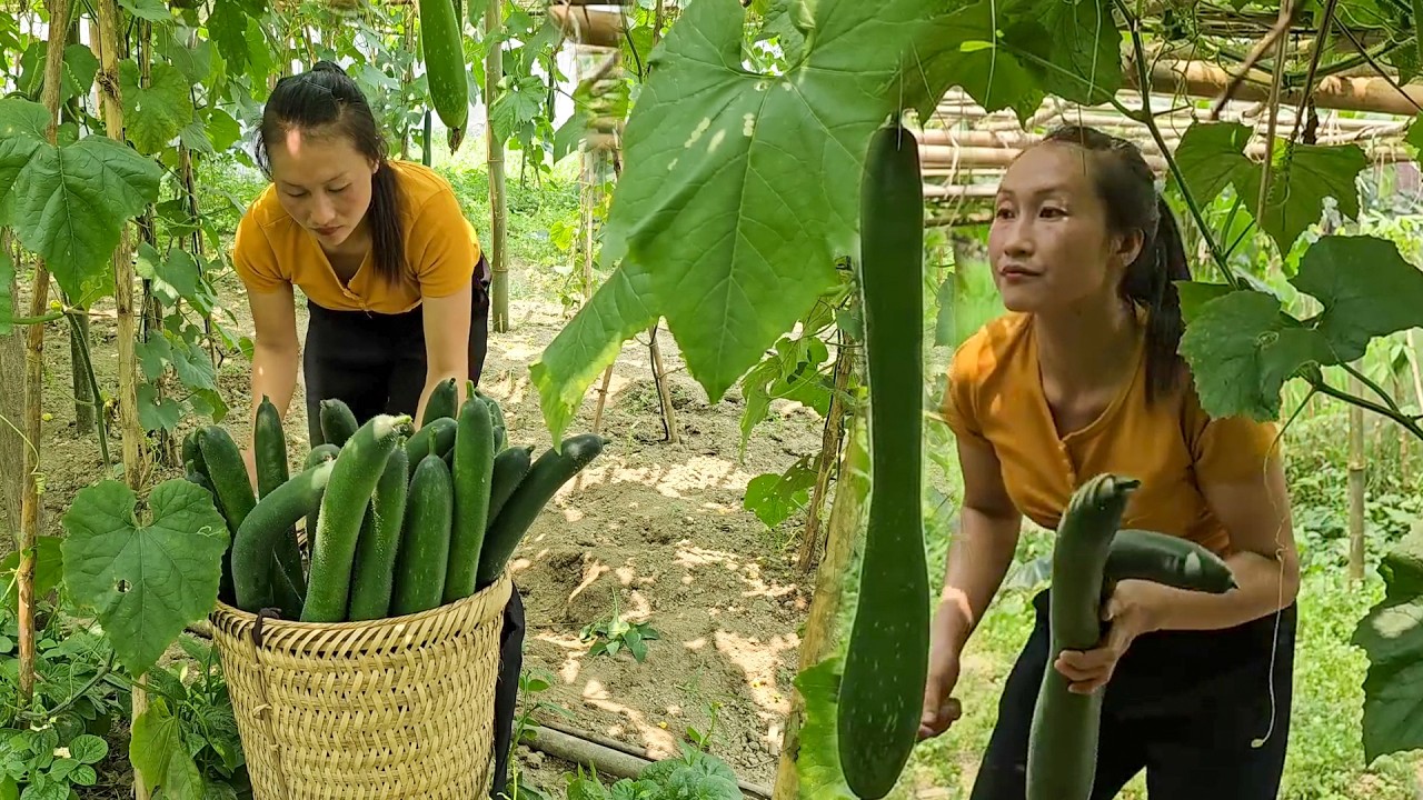 A Day of Harvest | Collecting Squash and Bitter Melon and Selling Fresh Vegetables at the Market