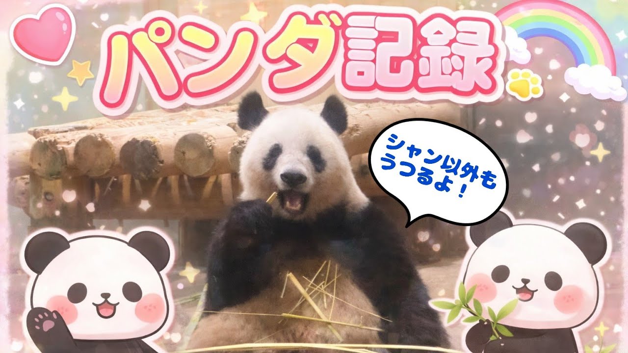 パンダ記録(一部)🐼🐼🐼