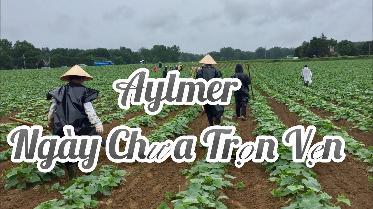 Nỗi Buồn Của Người Làm Farm Ở Canada