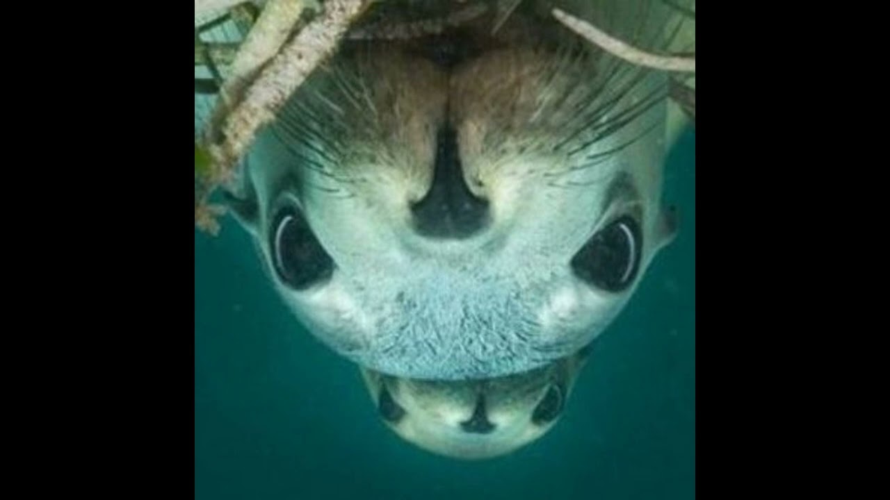 KoçitSkoria / Orqzeu - overwhelming homesickness