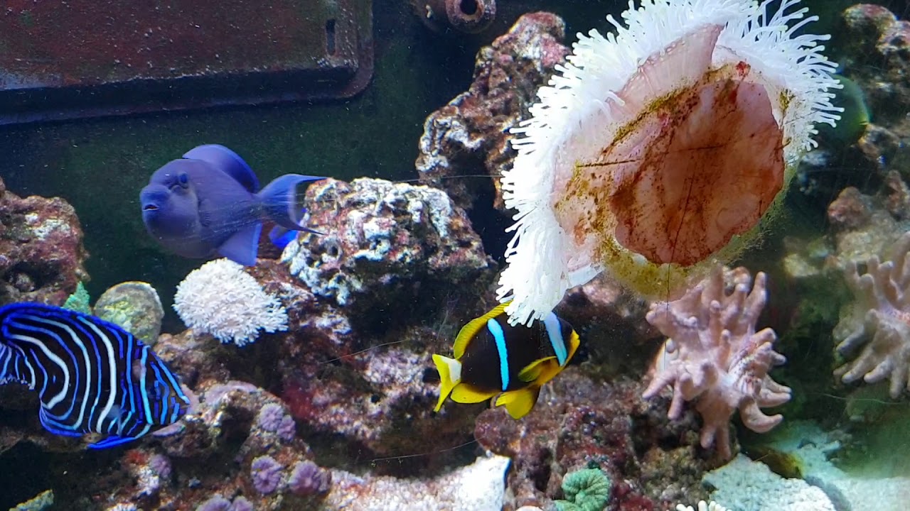 Pink tail trigger fish