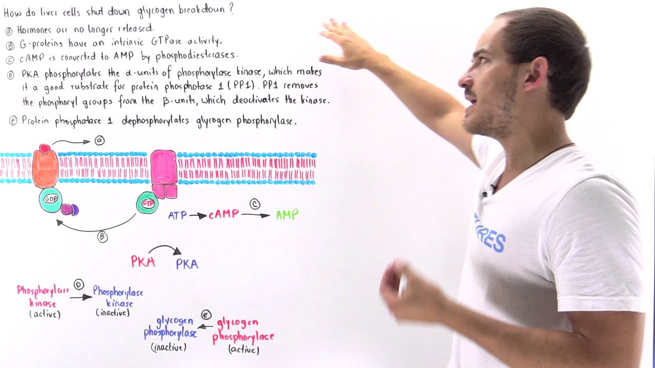 Termination of Glycogen Breakdown