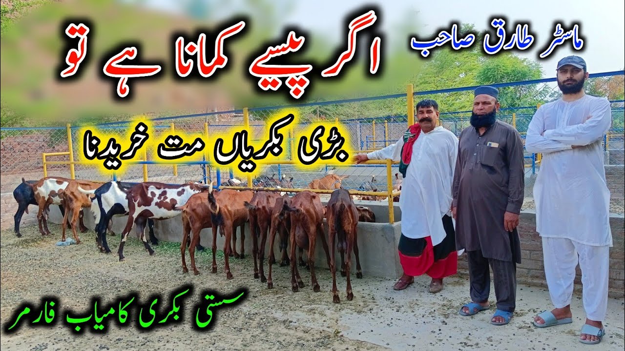 OutClass Modern Goat Farming Setup In Faislabad - Modern Goat Farming In Pakistan