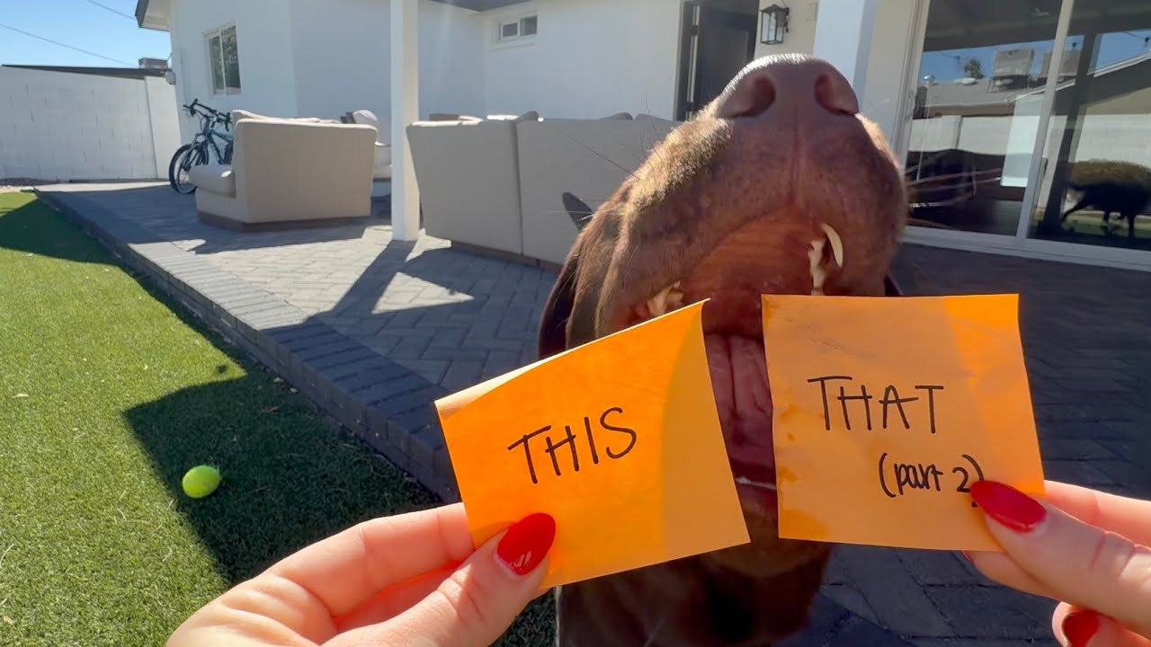 LETTING MY LABRADOR DECIDE WHAT WE DO TODAY!! (PART 2)
