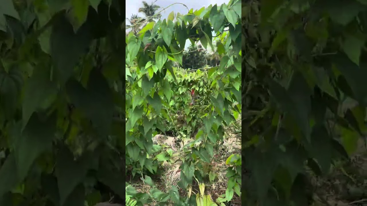Ube farming challenges in rainy season
