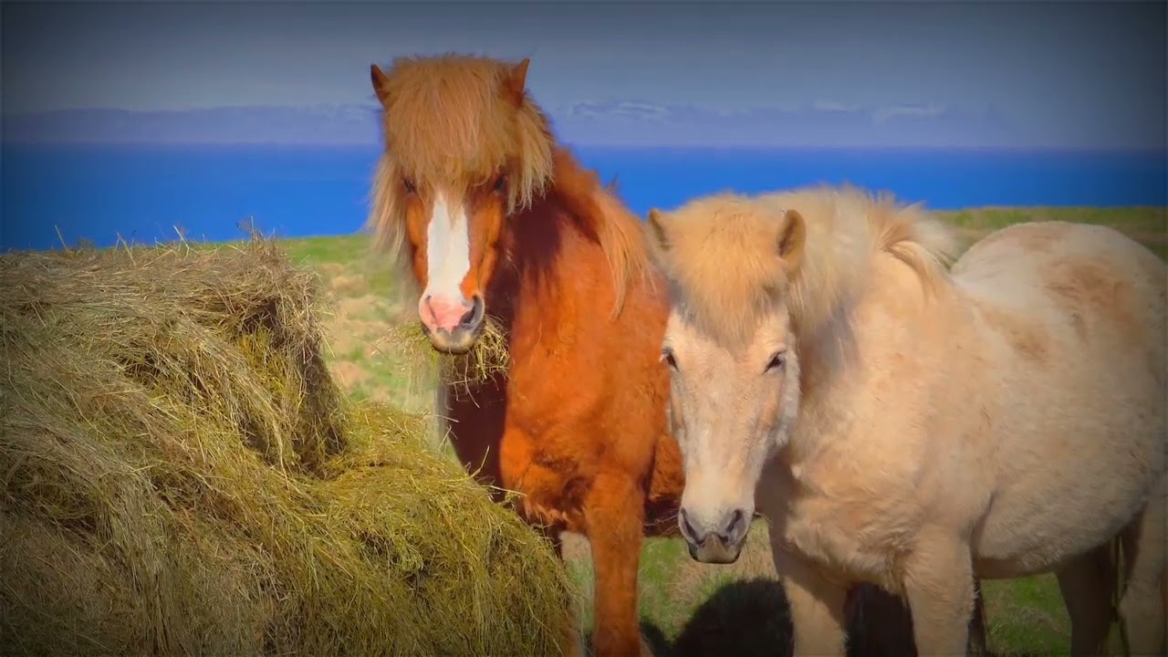 Most Adorable Horse Breed | Iceland Horses | Iceland Horse Breed #shorts #iceland #icelandhorse