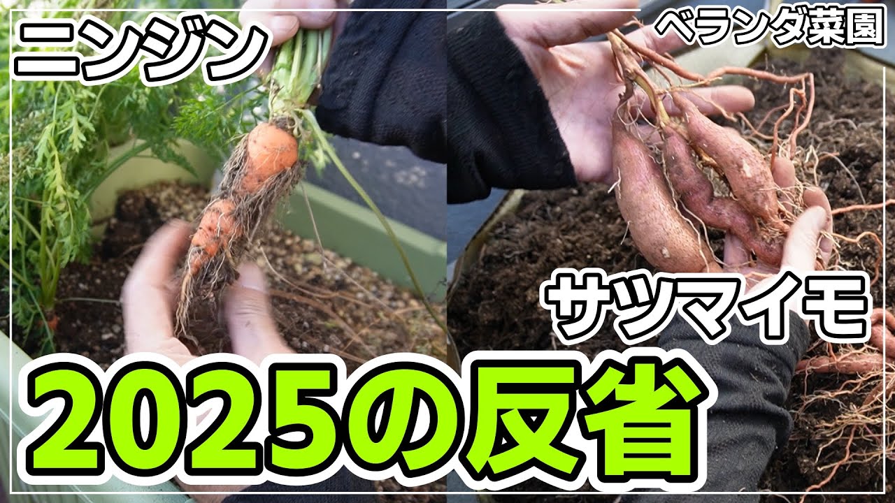 【ベランダ菜園】ベランダでニンジンとサツマイモを作るのは無理なのでしょうか