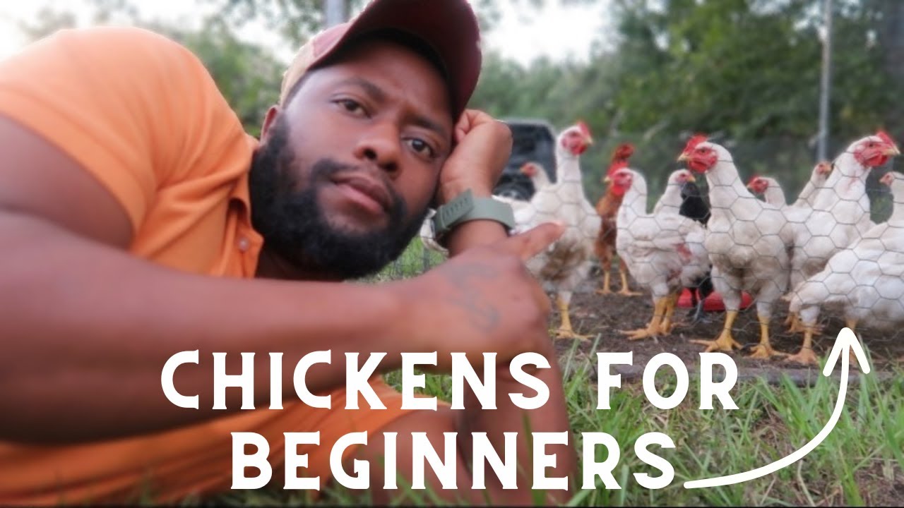 Raising Chickens for Beginners | Easy Backyard Chicken Guide