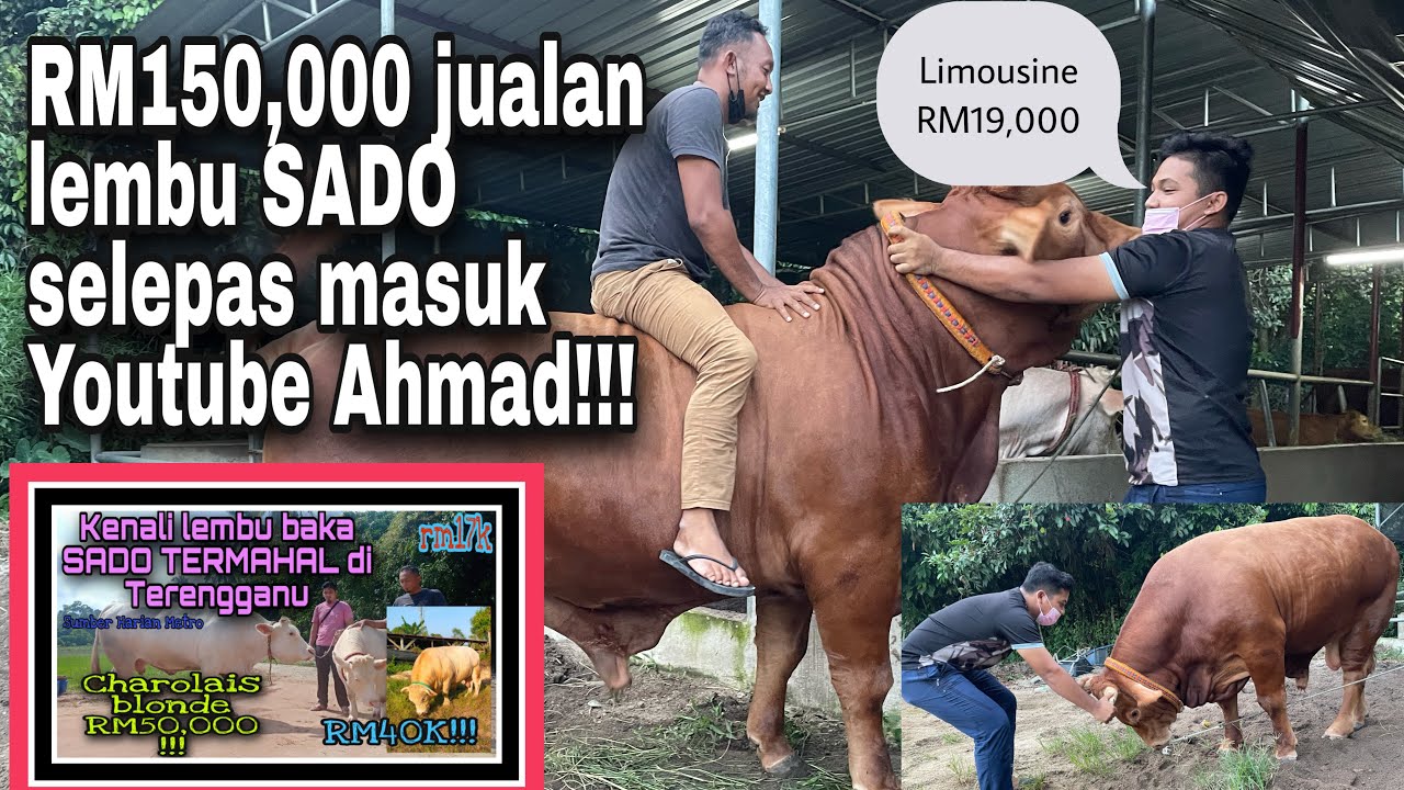 Koleksi terbaru lembu SADO gred AAA selepas 150k view di Youtube
