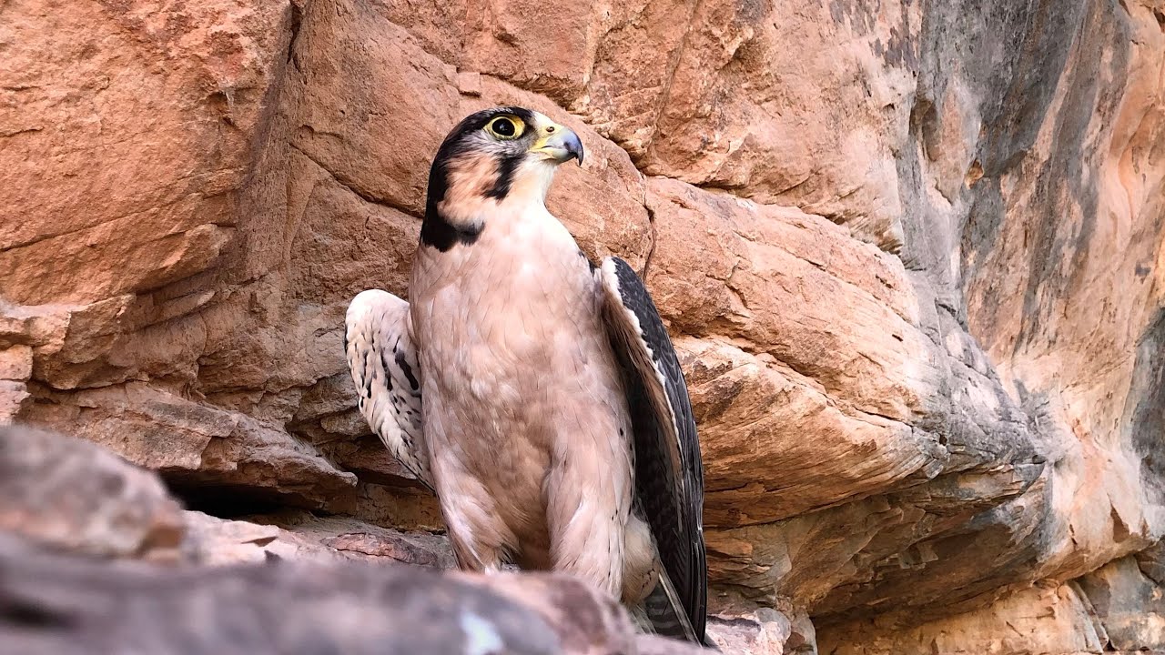 Falconry: The Sponsorship Apprenticeship Program